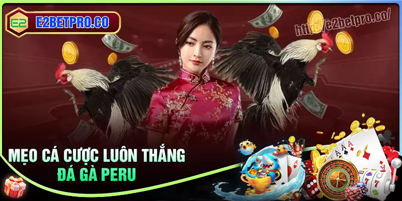 Mẹo cược đá gà Peru cực chuẩn dành cho kê thủ Mẹo cược đá gà Peru cực chuẩn dành cho kê thủ