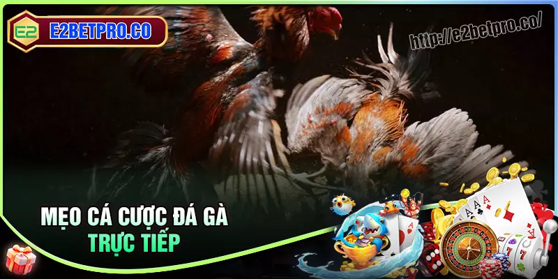 Mẹo đặt cược thành công với đá gà trực tiếp E2BET Mẹo đặt cược thành công với đá gà trực tiếp E2BET