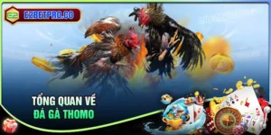 Đá gà Thomo - Chinh phục những thần kê mãn nhãn