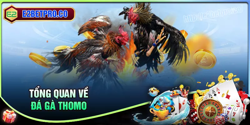 Tổng quan về đá gà thomo tại E2BET