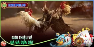 Đá gà cựa sắt - Cá cược trực tiếp, nhận quà cháy